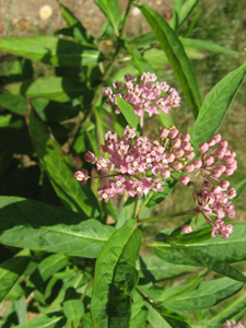 marsh milkweed 2